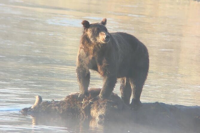 Sunset Hayden Valley Wildlife Safari | Catered Dinner | PRIVATE - Final Thoughts