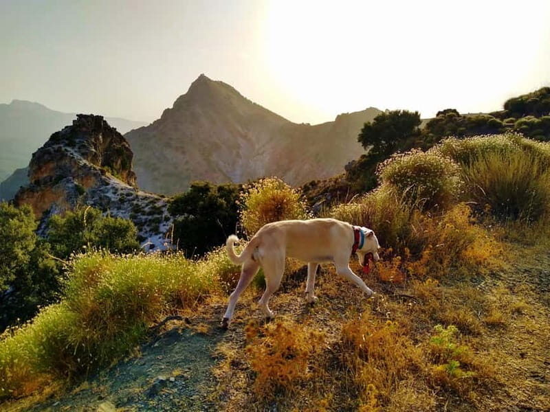 Sunset Hike & Summit Sierra Nevada with pup - Who Will Love This Experience?