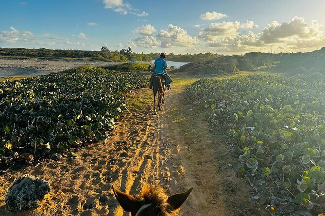 Sunset Horseback Ride at Macao Beach & Forest with Transfers - The Sum Up