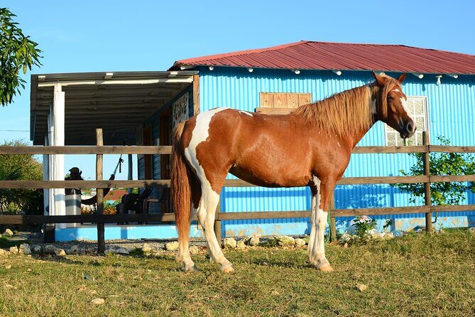 Sunset Horseback Riding Tour in Punta Cana (Private Option) - Practical Tips for Future Riders