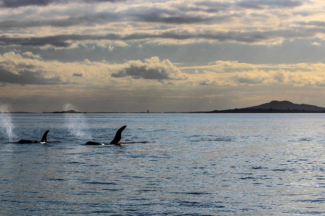 Sunset Kayak Tour to Rangitoto Island - Traveler Photos