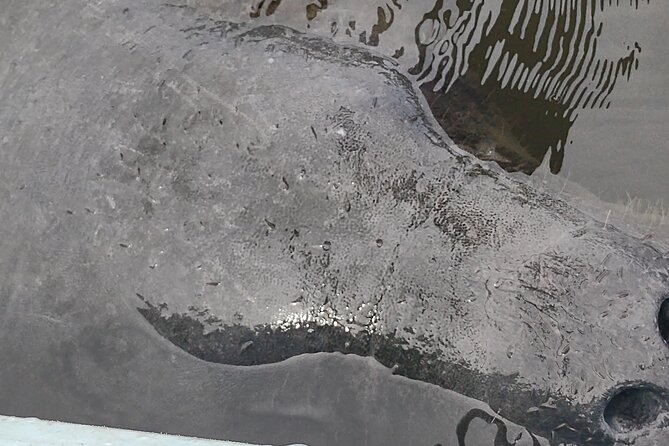 Sunset Kayaking Tour at Manatee Cove With Manatee & Dolphin Sightings - Additional Information