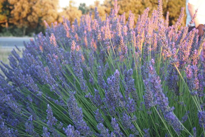 Sunset Lavender Tour From Aix-En-Provence - Meeting and Pickup