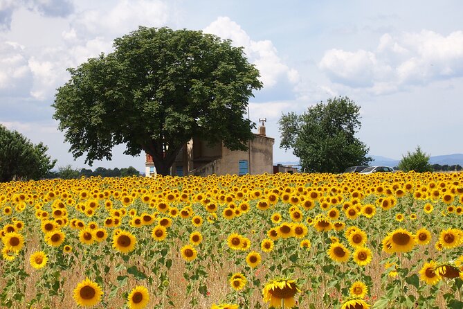 Sunset Lavender Tour From Aix-En-Provence - Overall Experience