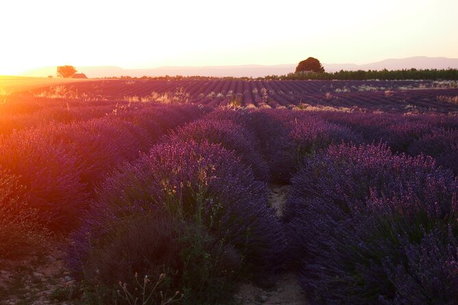 Sunset Lavender Tour in Valensole With Pickup From Marseille - Tour Overview and Highlights