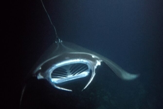 Sunset Manta Ray Tour in Kailua-Kona - Meeting and Pickup Details