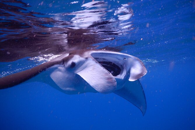 Sunset Manta Ray Tour in Kailua-Kona - Traveler Photos and Reviews