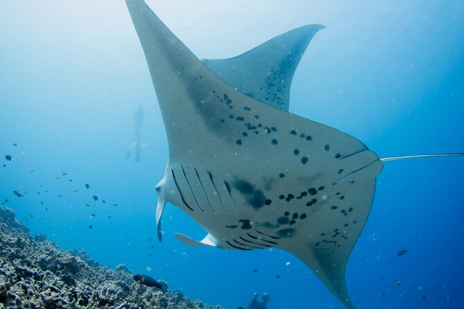 Sunset Manta Ray Tour in Kailua-Kona - Additional Information
