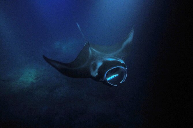 Sunset Manta Ray Tour in Kailua-Kona - Directions