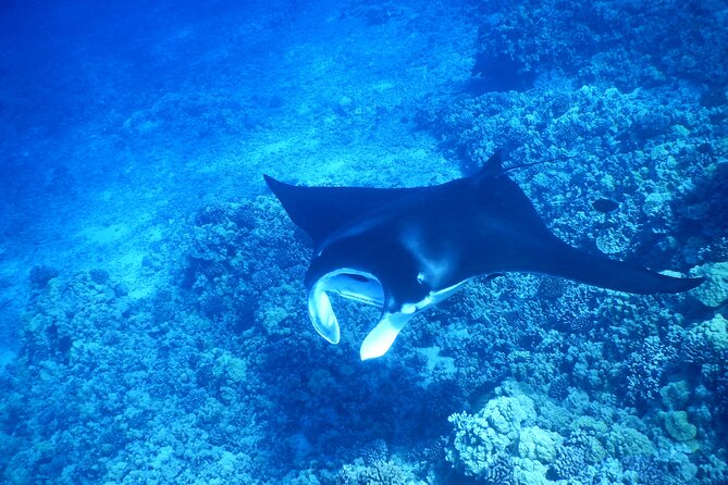 Sunset Manta Ray Tour in Kailua-Kona - Common Questions