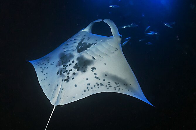 Sunset Manta Ray Tour in Kailua-Kona - The Sum Up