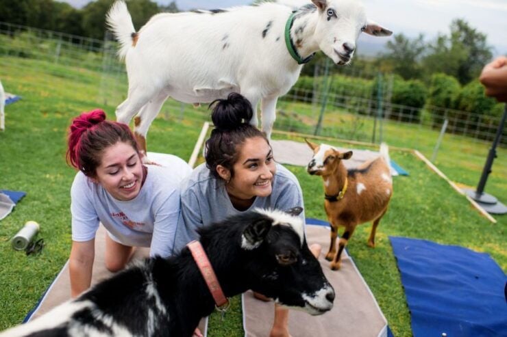 Sunset Maui Goat Yoga With Live Music - Ticket Details and Reservation Information