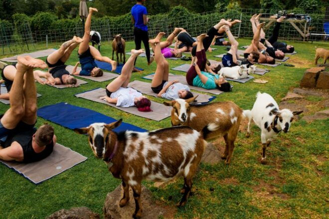 Sunset Maui Goat Yoga With Live Music - Goat Yoga Class Details