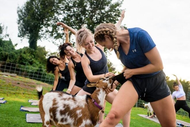 Sunset Maui Goat Yoga With Live Music - Instructor and Language