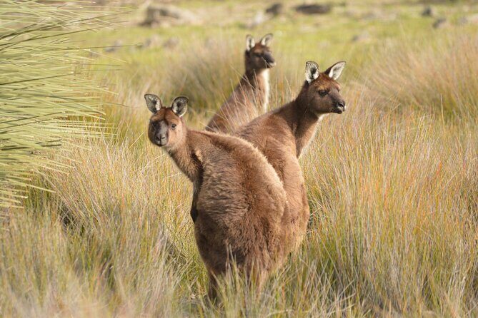 Sunset Nocturnal Adventure Tour - Who Would Love This Tour?