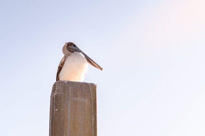 Sunset Private Captained Luxury Electric Boat Charter in Savannah - FAQs
