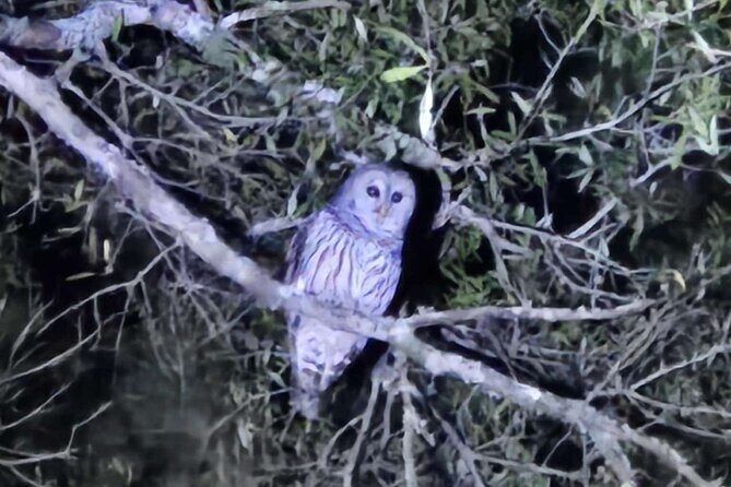 Sunset S'mores and Owl Call - FAQ