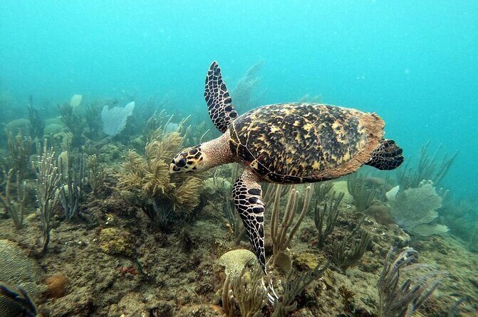 Sunset Snorkeling - Authentic Insights from Reviewers