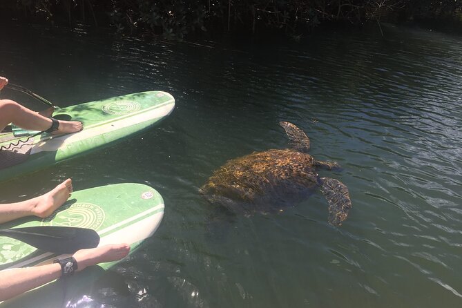 Sunset Stand up Paddle With Photos and Turtles - Common Questions