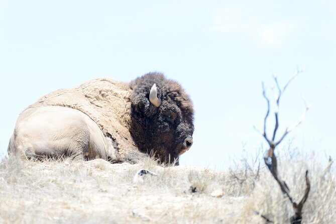 Sunset Summit Catalina Island Shared Tour - Final Thoughts