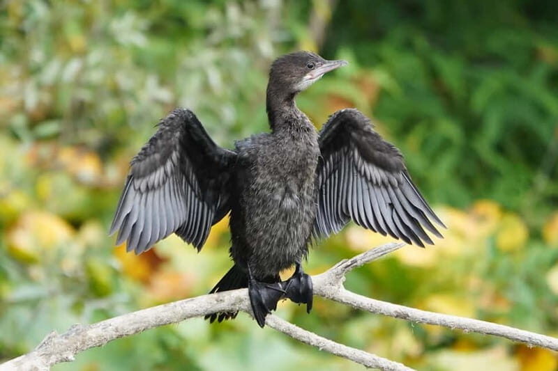 SUNSET/SUNRISE PRIVATE BOAT TOUR ON SKADAR LAKE (2H) - FAQ
