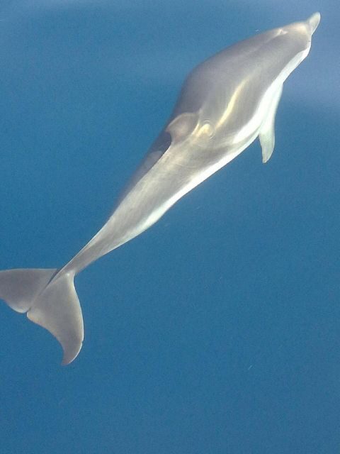 Sunset Tour and Searching Dolphins - FAQ