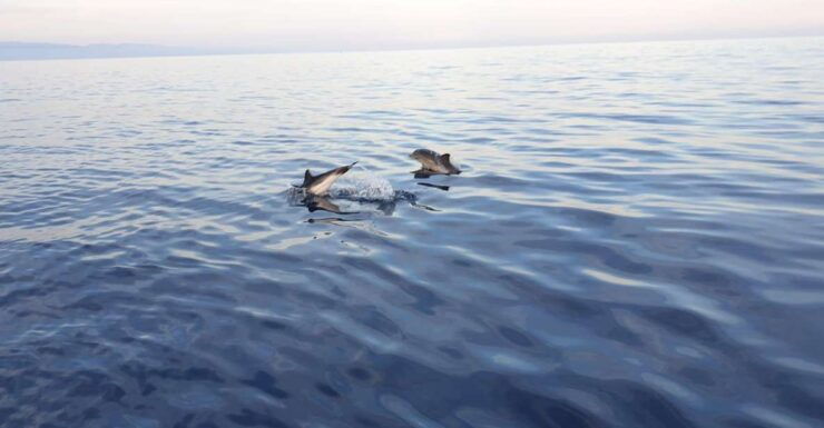 Sunset Tour in Search of Dolphins With Aperitif - Activity Description