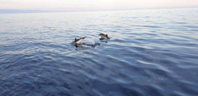 Sunset Tour in Search of Dolphins With Aperitif - Important Information