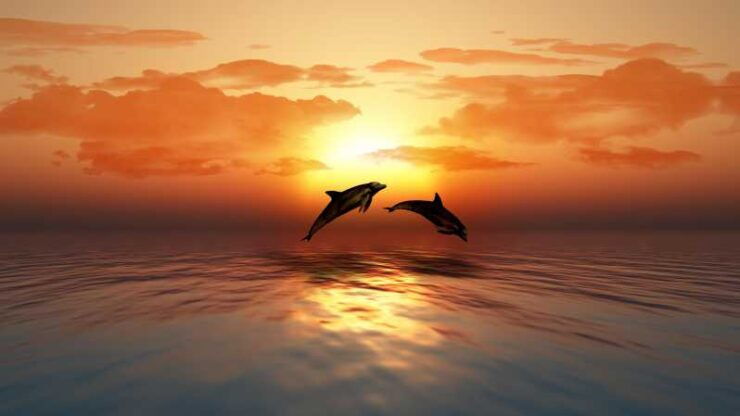 SUNSET TOUR WITH DOLPHIN WATCHING - Good To Know