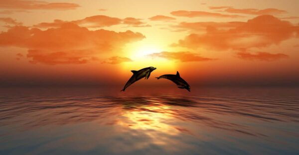 SUNSET TOUR WITH DOLPHIN WATCHING - Frequently Asked Questions