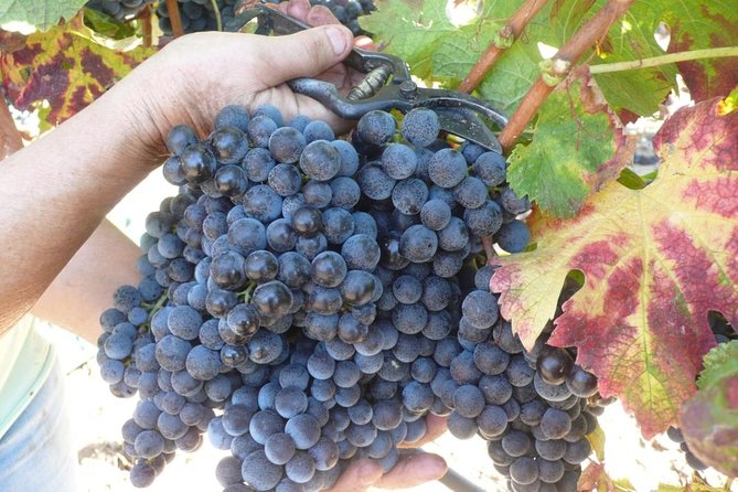 Sunset Tour With Visit and Guided Tasting of 5 Wines and Local Products - Tour Highlights