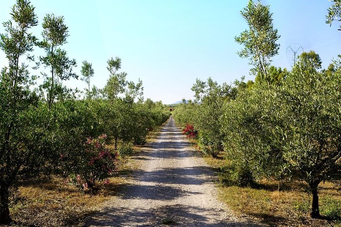Sunset Tour With Visit and Guided Tasting of 5 Wines and Local Products - Booking and Participation Details