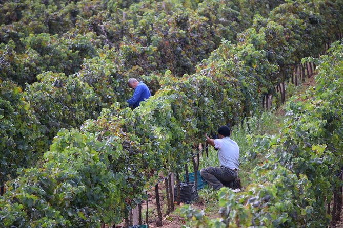 Sunset Tour With Visit and Guided Tasting of 5 Wines and Local Products - Additional Information