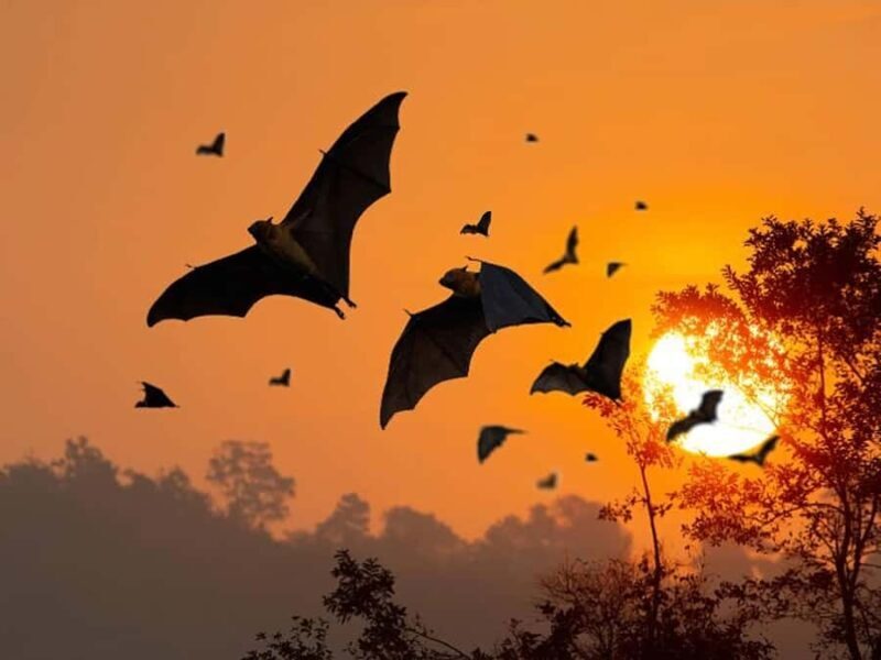 Sunset Trip: Kelor  Manjarite  Kalong Sunset - What to Expect from This Tour