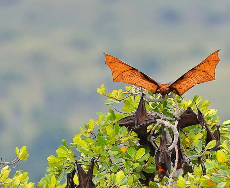 Sunset Trip: Kelor  Manjarite  Kalong Sunset - Kalong Island: Sunset and Flying Fox Spectacle