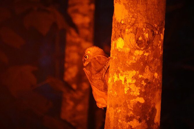 Sunset Walk at Penang Hill - Who Will Love This Tour?