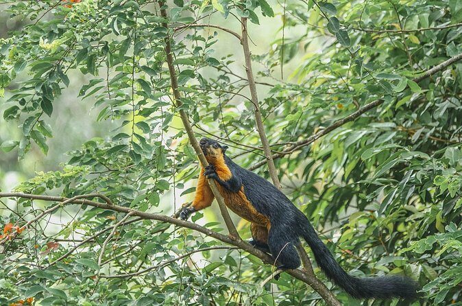 Sunset Walk at Penang Hill - Additional Resources