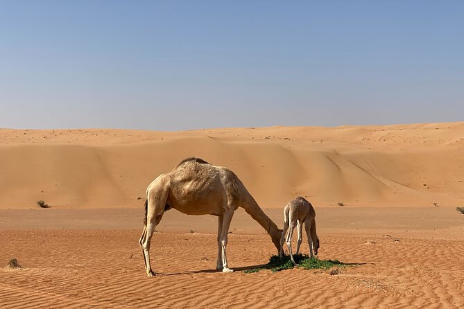 Sunset Watching in Al Wahiba Sand - Booking Details