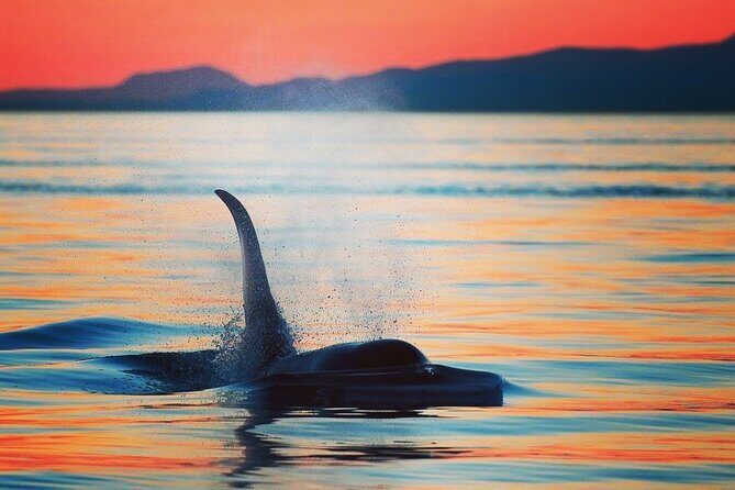Sunset Whale and Wildlife Adventure in Cowichan Bay - Good To Know