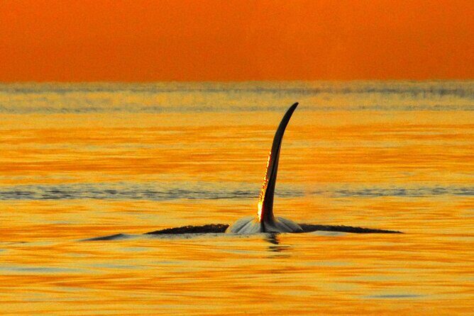 Sunset Whale and Wildlife Adventure in Cowichan Bay - An In-Depth Look at the Sunset Whale and Wildlife Adventure
