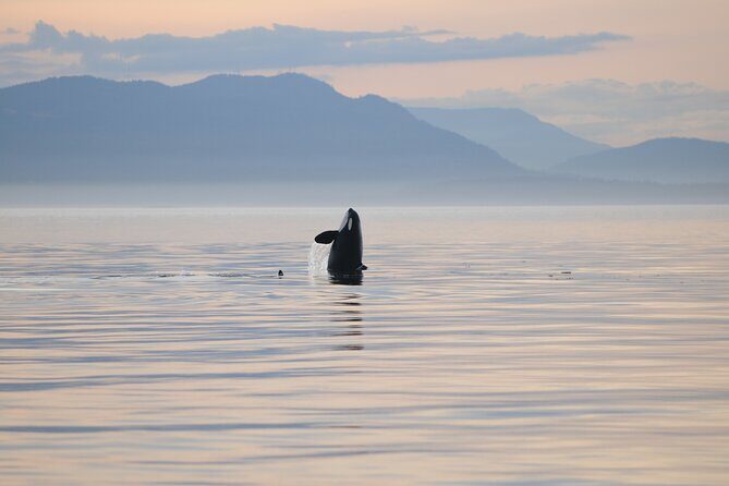 Sunset Whale and Wildlife Adventure in Cowichan Bay - Final Thoughts: Is This Tour for You?