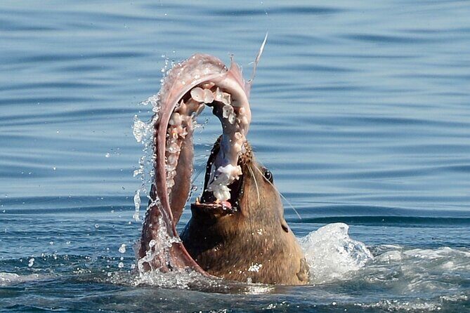 Sunset Whale and Wildlife Adventure in Cowichan Bay - Frequently Asked Questions