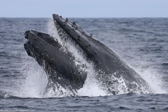 Sunset Whale Watch Tour in Monterey - Directions
