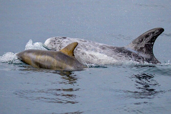 Sunset Whale Watch Tour in Monterey - Common Questions