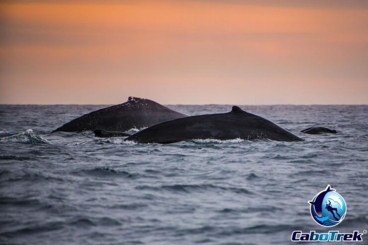 Sunset Whale Watching Cruise in Cabo San Lucas - Activity Details