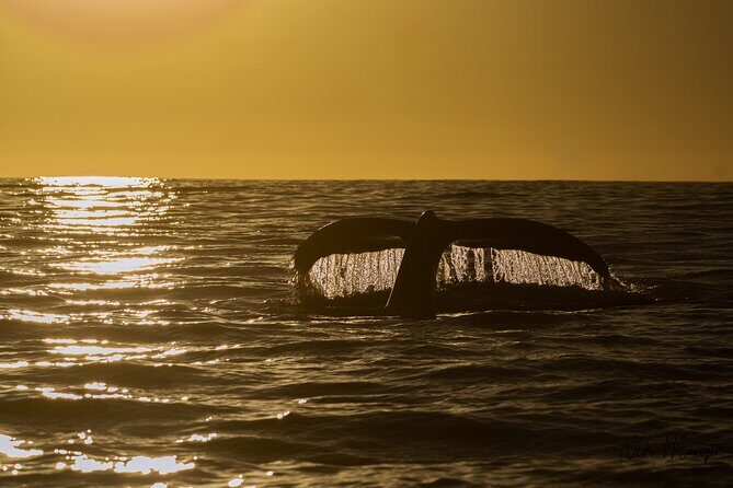 Sunset Whale Watching in Cabo San Lucas - What You Can Expect During the Tour