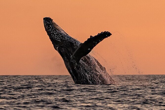 Sunset Whale Watching in Cabo San Lucas - Authentic Guest Perspectives