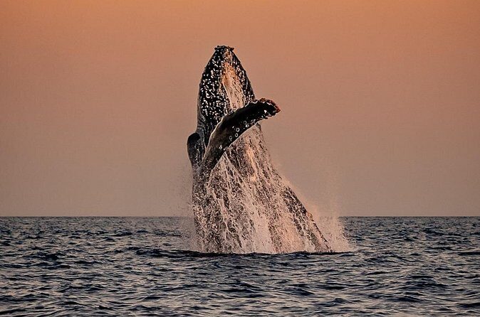 Sunset Whale Watching in Cabo San Lucas - Who Would Enjoy This Tour?