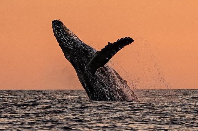 Sunset Whale Watching in Cabo San Lucas - FAQ
