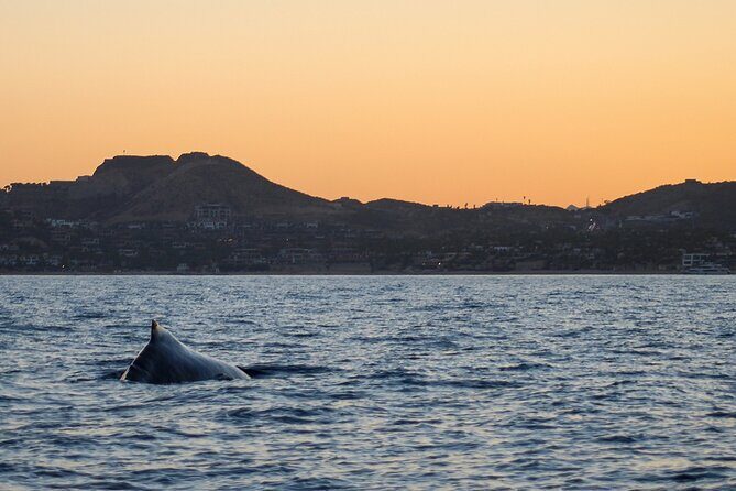 Sunset Whale Watching in San Jose del Cabo - Good To Know